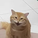 nokunami