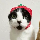 slopz.