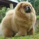 generalchowchow
