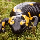 salamandraninja