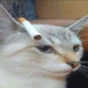 asapgoccay#6436's avatar