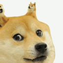 shibaaa_