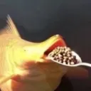 fisheatingcereal