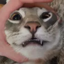 .dynamik