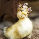 irishducky5497