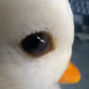 gooseszk