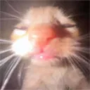 poaty