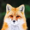bzrrofoxy