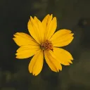 x0b