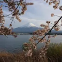 mtfuji avatar