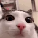 kini333