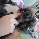 pookipro