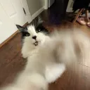doeboots