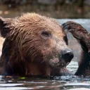 bearkofca