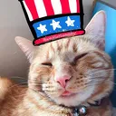 wafflethetabby