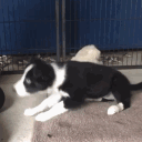 pippinally