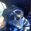 cinnamonlambda