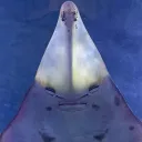 scronyx
