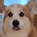 guniaus