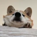guniaus