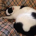 fuzzyjcats