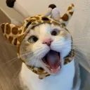 ominsp