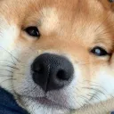 zastray