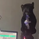 niccktv