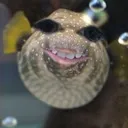 mrzarukai
