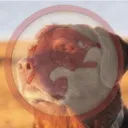 jackuqt