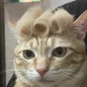 calmcw
