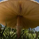 manigi