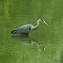 gruzzyh2