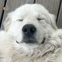 aelogie