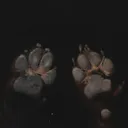 aelogie