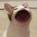 alabasterleking