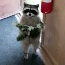 raccoonrobber