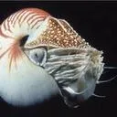 thatcephalopod