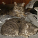 Profile icon of zani