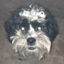turbodogg