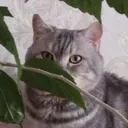 felixcorvus