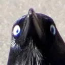 vvaris