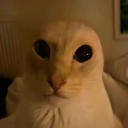 avatar ZLARPLE ZARGNUTS 👽