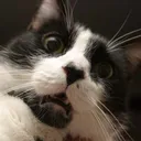 cat438