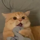 konpeito
