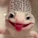 don_gekon