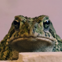 avatar septi