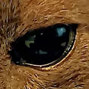 juudolf
