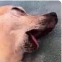 txtom