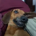 rugo